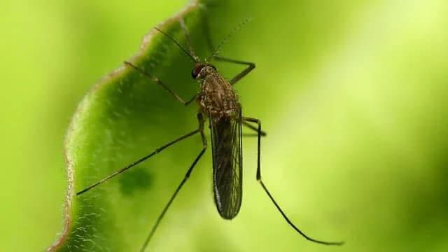 Anastasia Mosquito Control District Monthly Board Meeting