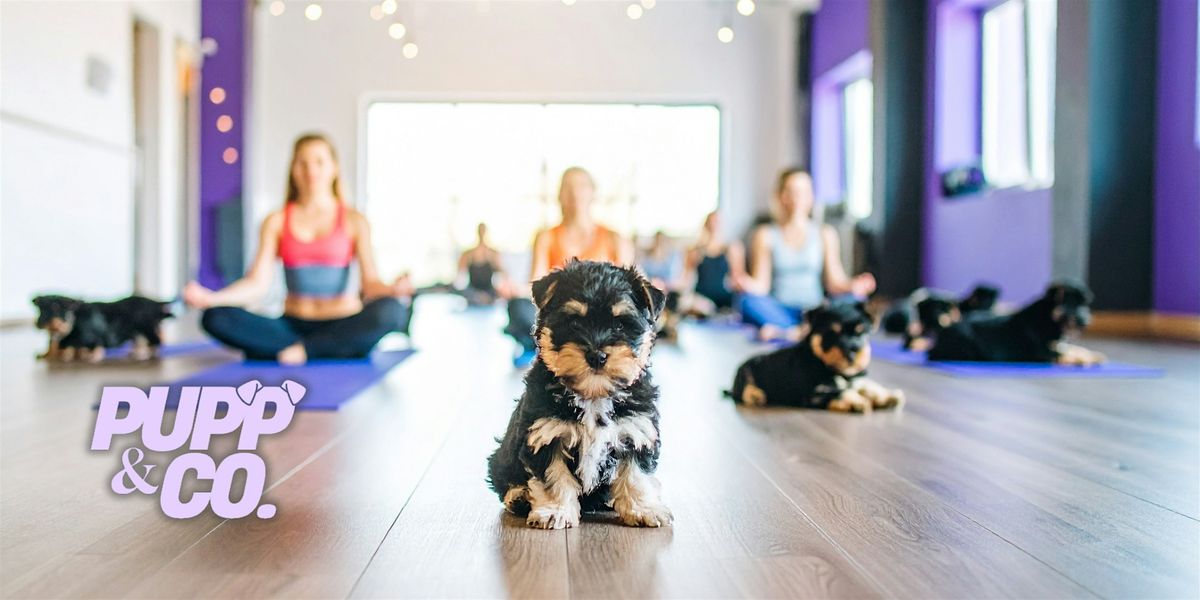 Puppy Yoga in Leamington Spa