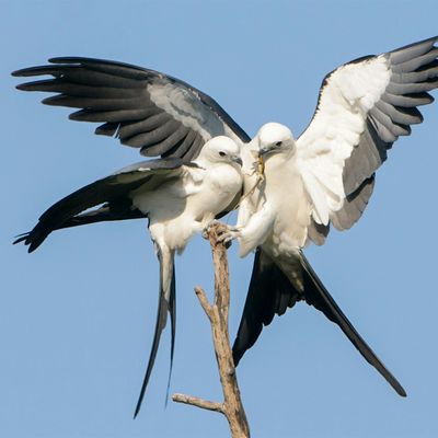 Tropical Audubon Society