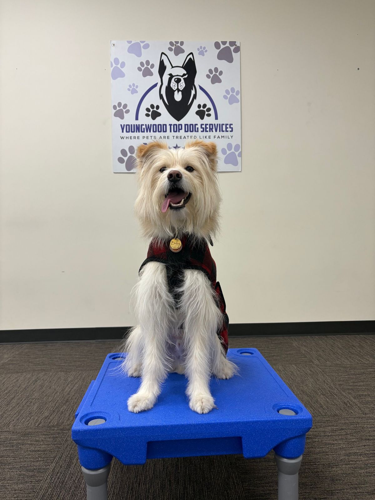 Canine Good Citizen Classes 