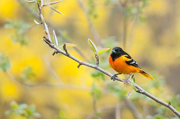 Spring Migration Bird Walk