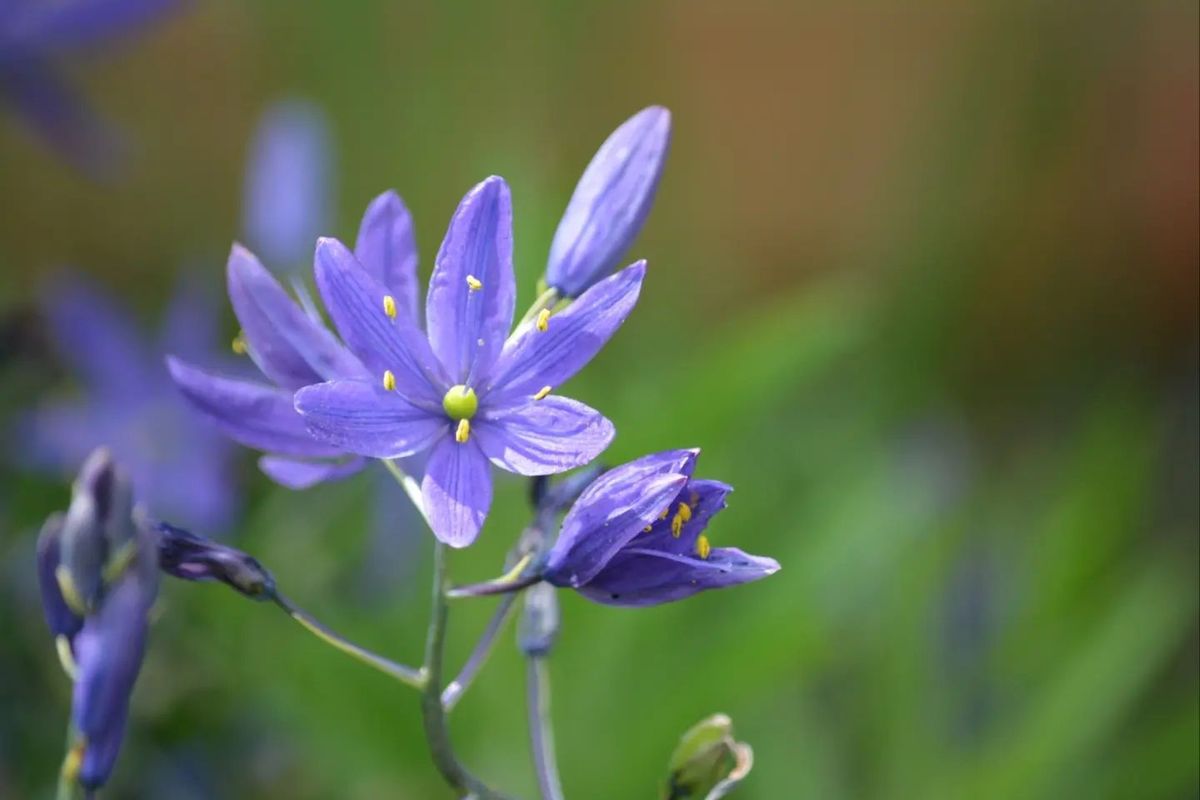 Intro to PNW Native Plants class