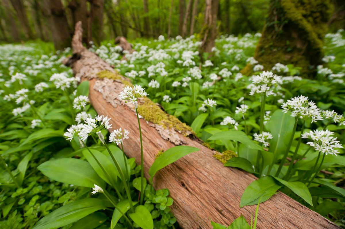 Langdon Foraging in Spring Walk 