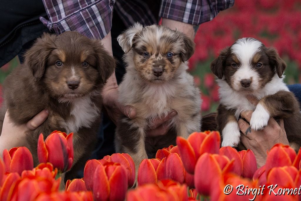 Fokkersoverleg Australian Shepherd Club Nederland