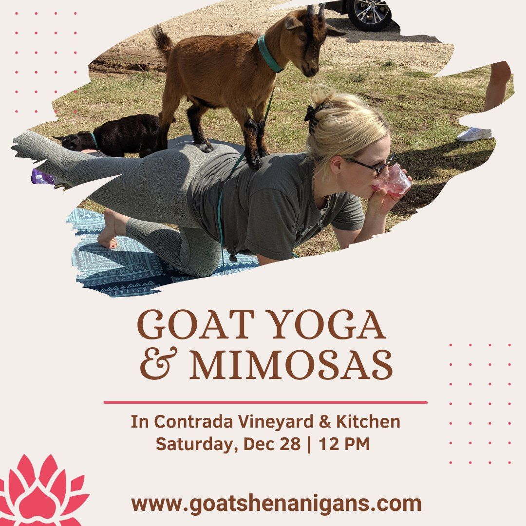 Goat Yoga and Mimosas (San Antonio)