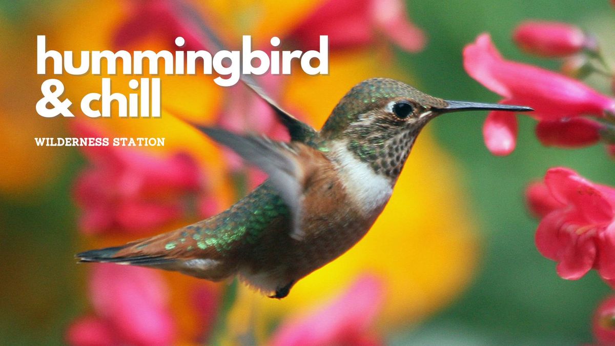 Hummingbird and Chill