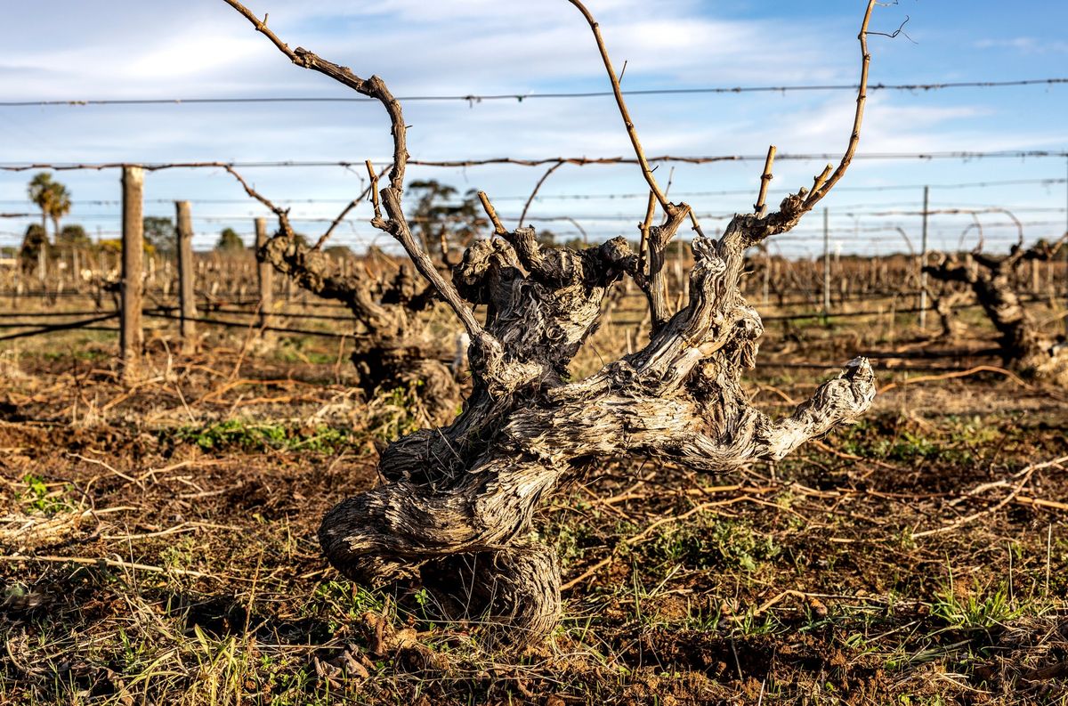 SAVE THE DATE - 2025 Barossa Vintage Festival - Vines behind the Wines event