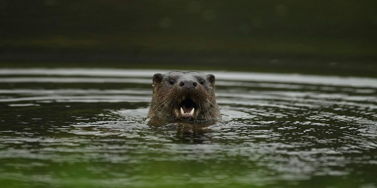 Early Morning Otter Watch at Lyndon Nature Reserve