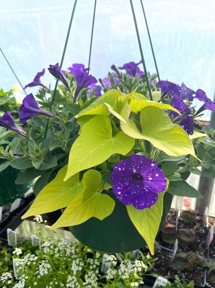 Hanging Baskets with Tall Grass Farms