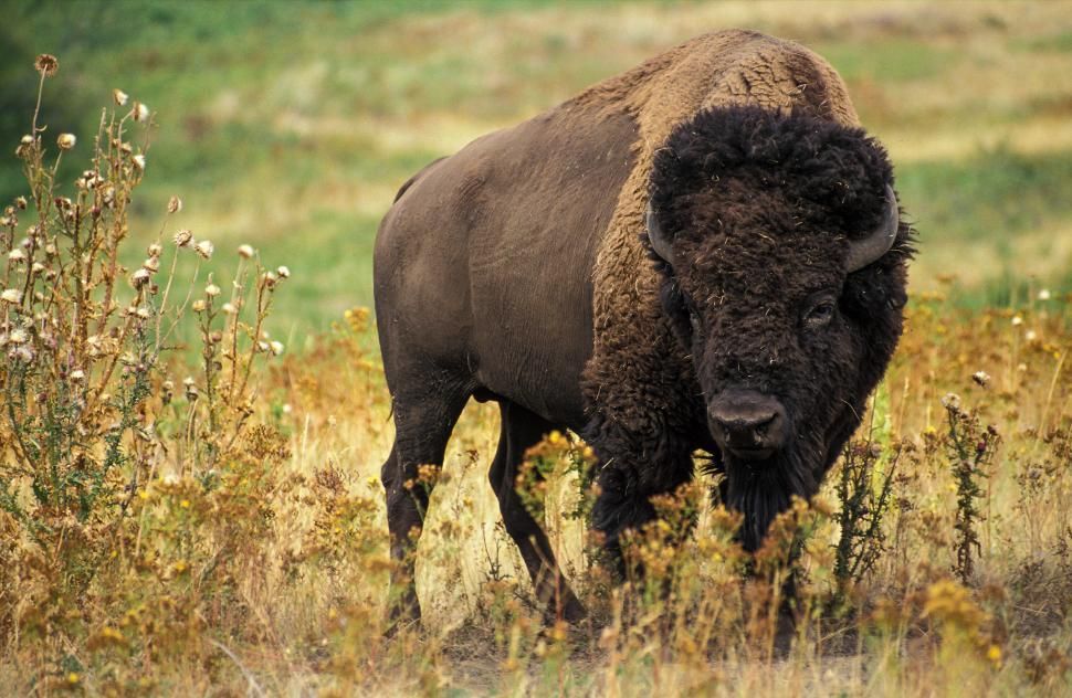 Wildlife Wednesday - Bison