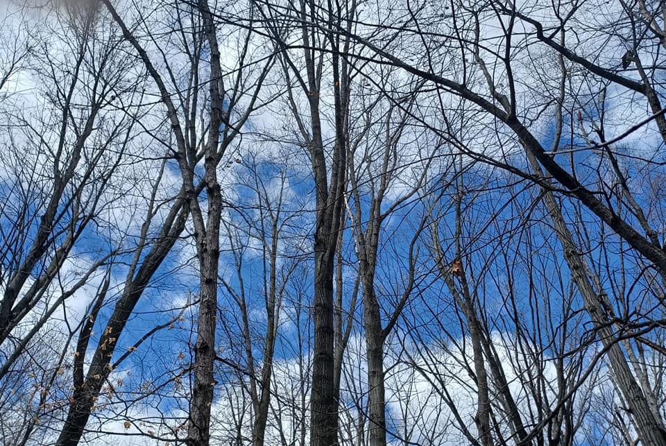 Winter Trees and Bark Walk