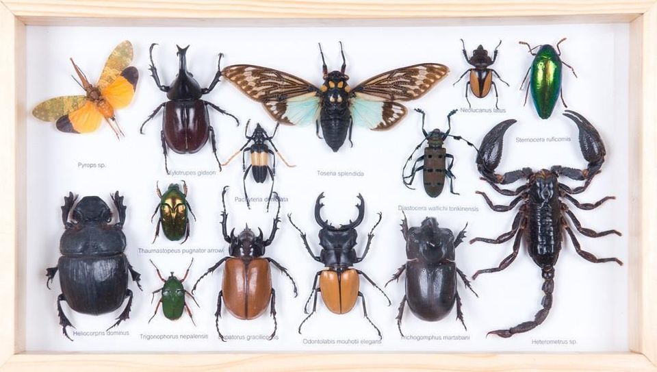Bohart Museum of Entomology UC Davis