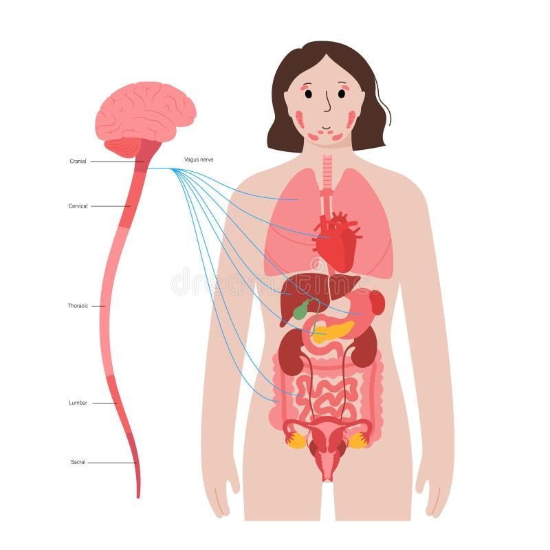 Releasing Trauma and building resilience- working with the Vagus Nerve