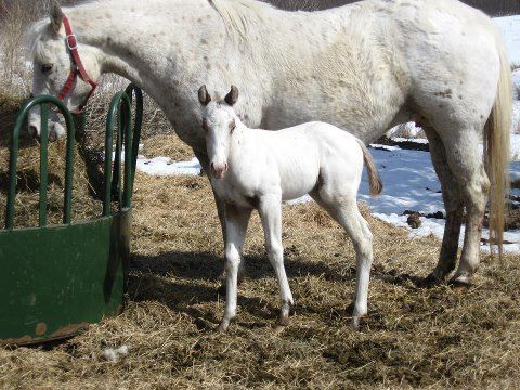 BCF Stallion Service Auction