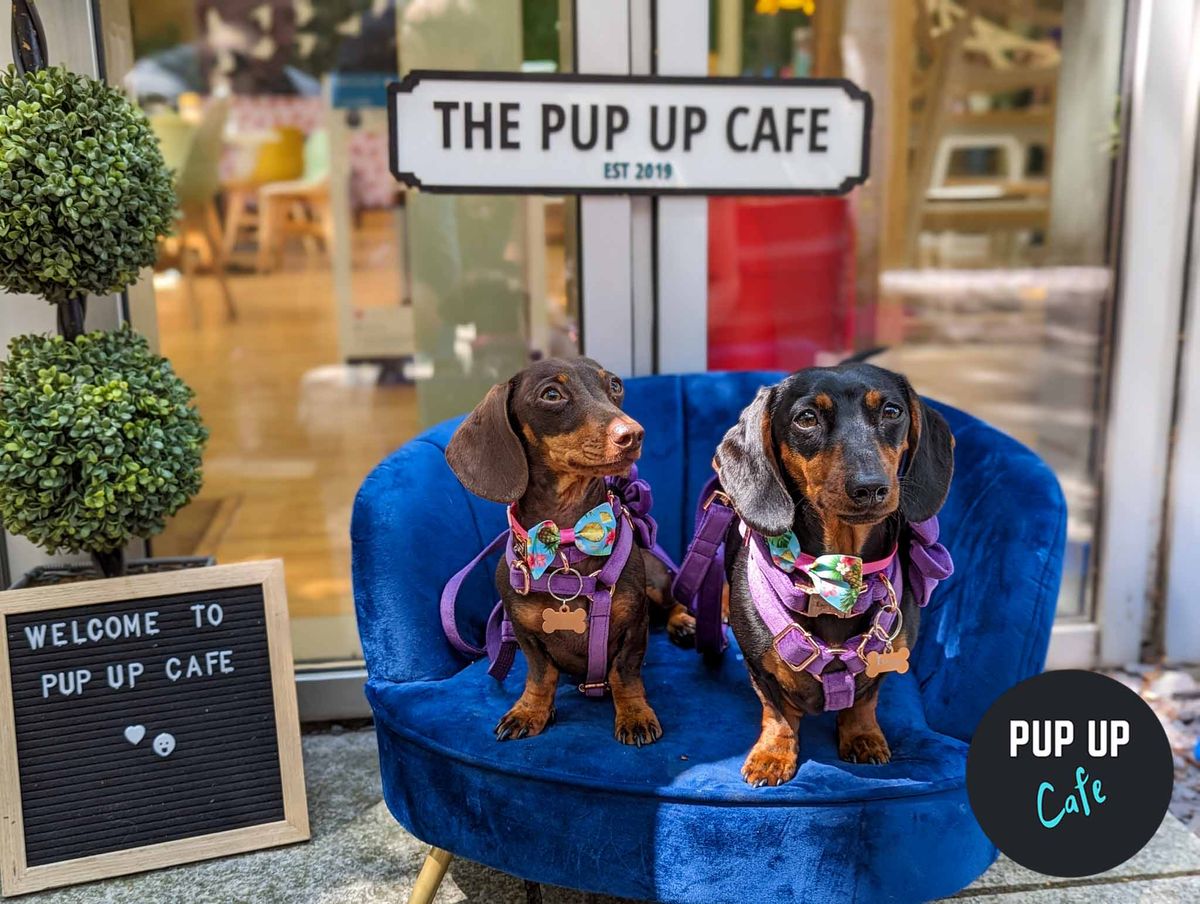 Dachshund Pop Up Cafe - Edinburgh