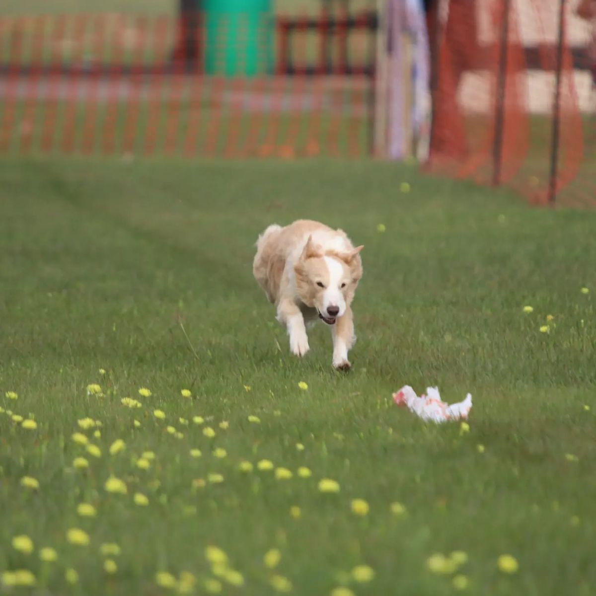 Samoyed Club of America 92nd National Specialty All Breed FastCat 