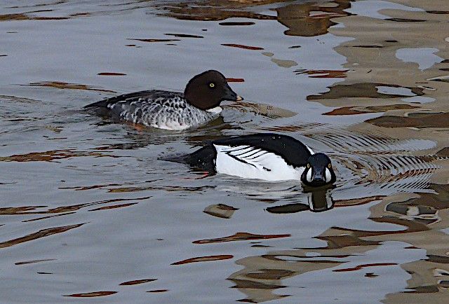 Waterbirds Walk - December 2024