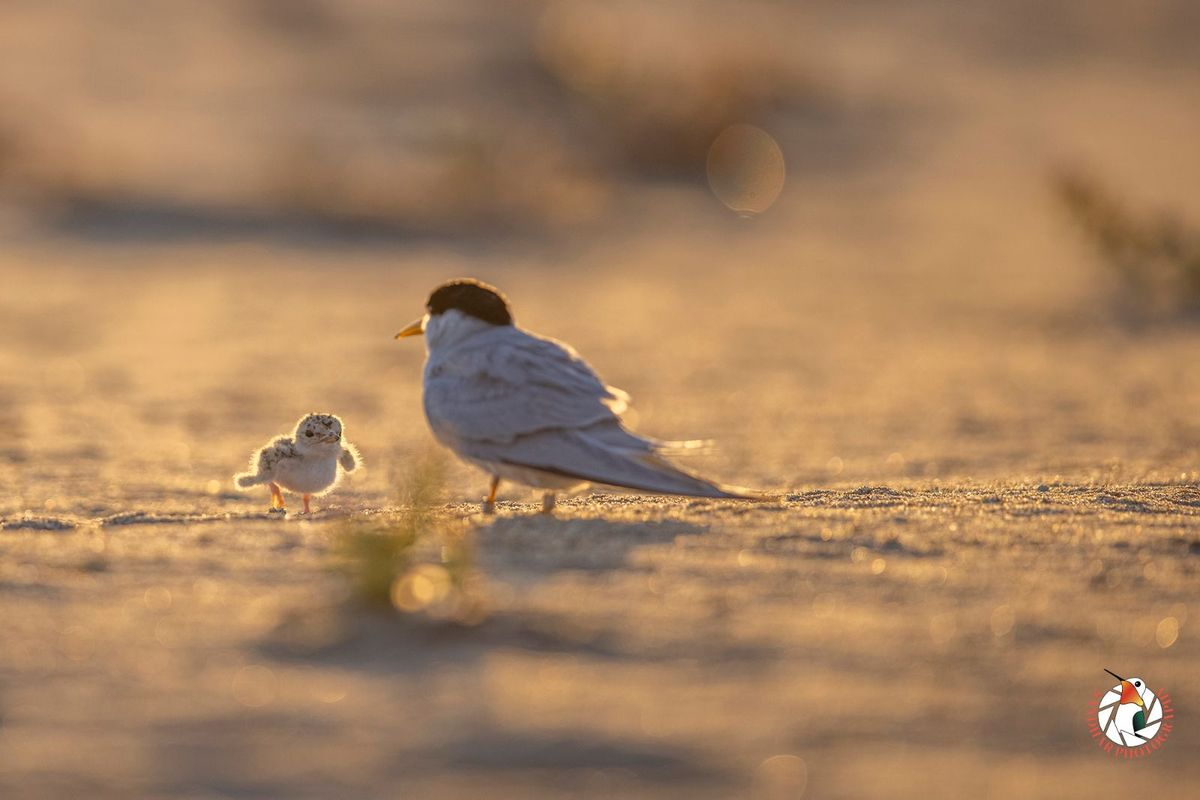 Least Tern Habitat Restoration: Mariner's Point