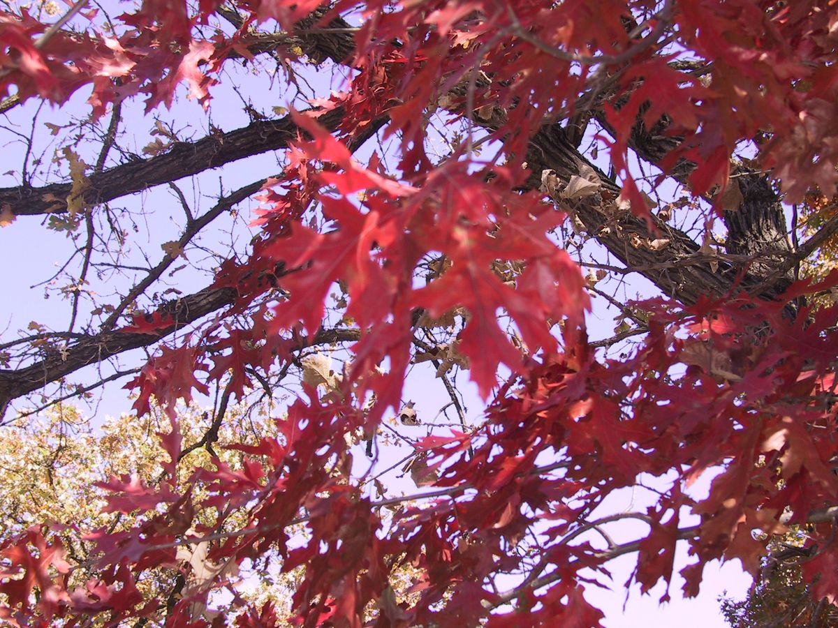 Lenses and Leaves