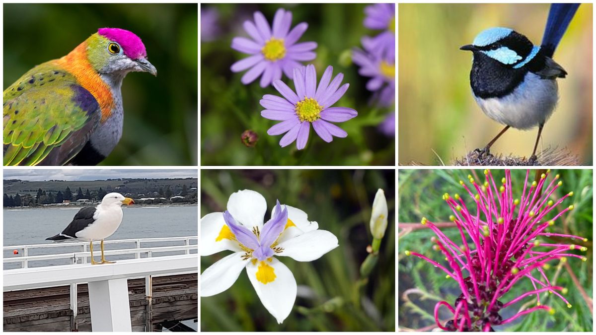 Smalti Workshop - Native Flora and Birds