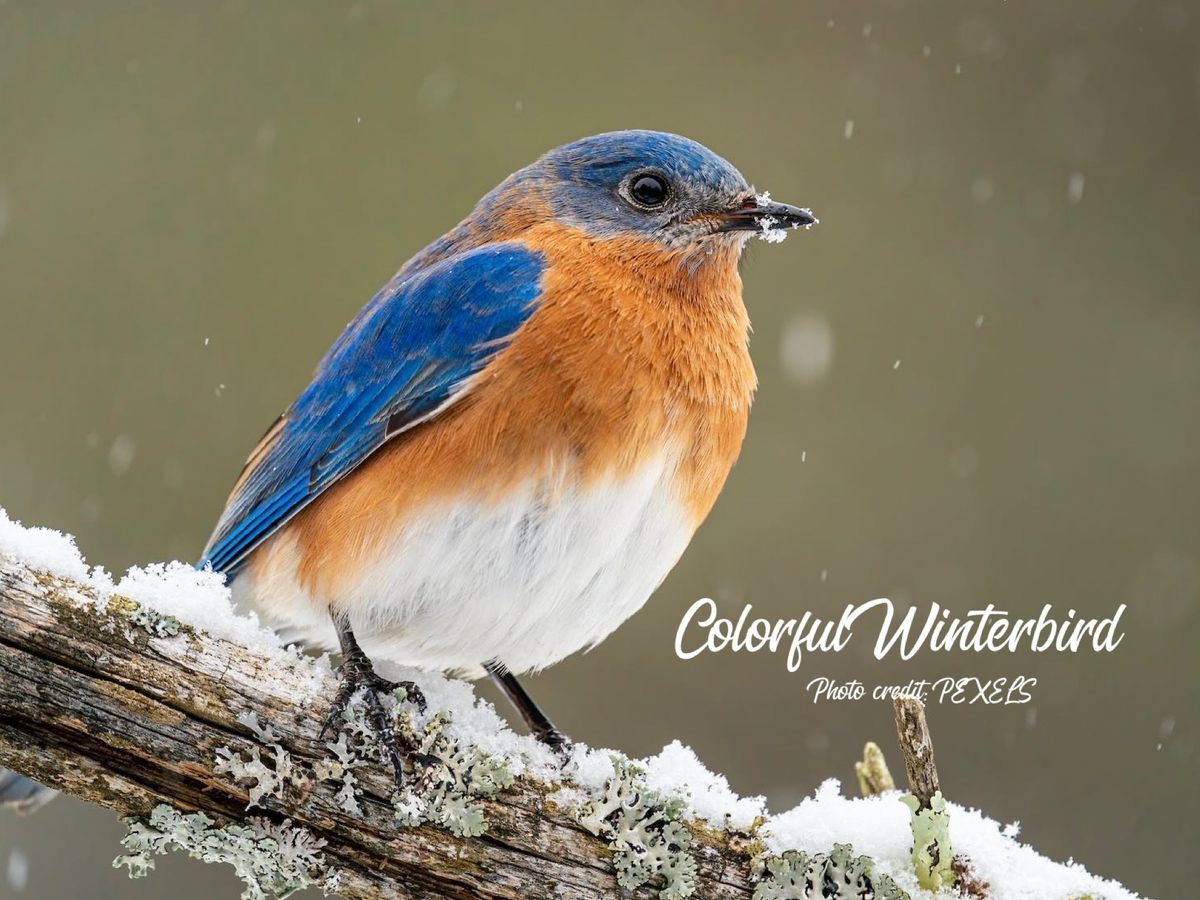 Colorful Winter Bird: 2 Week Expanding the Basics Watercolor Workshop- Using a Photo Reference