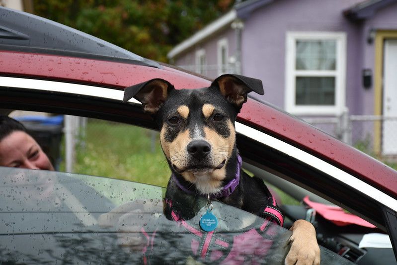 January 2024 Heartworm & Flea Prevention Clinic