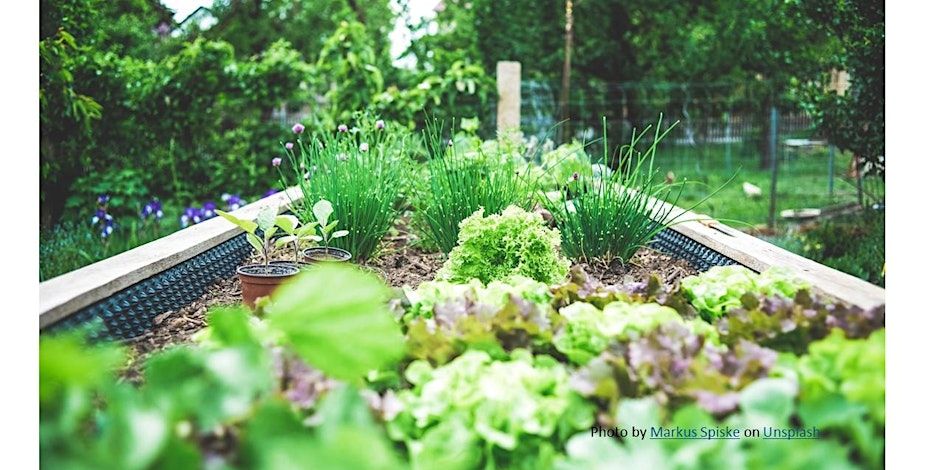 Planting the Spring Vegetable Garden