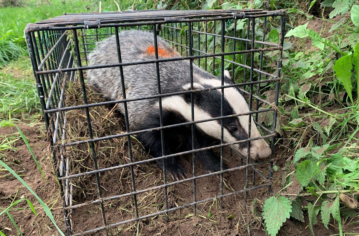 Cheshire Badger Vaccination Programme and the Northwich Woodlands