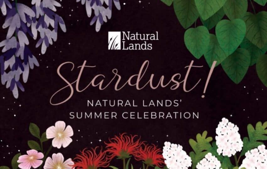 Stardust! Summer Celebration