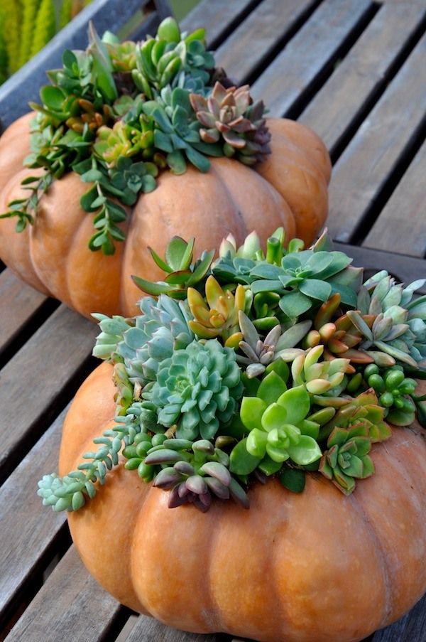 Pumpkin Succulent Planter Class