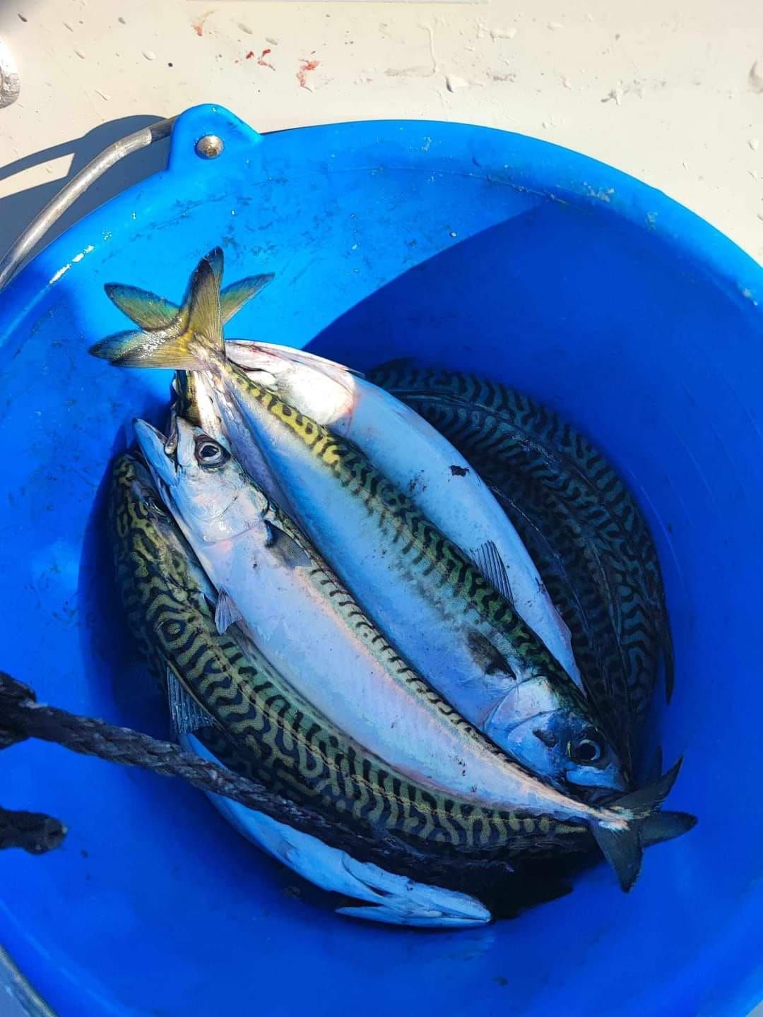 Mackerel Trips - \u00a320 each