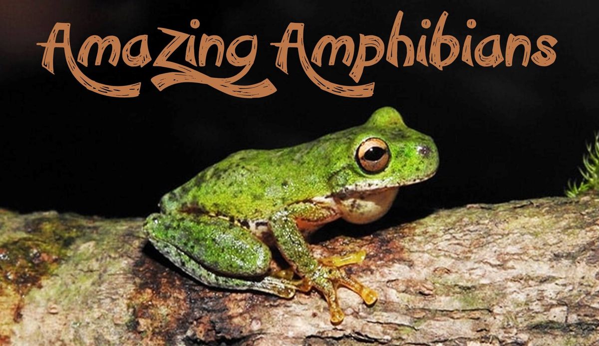 Amazing Amphibians! 