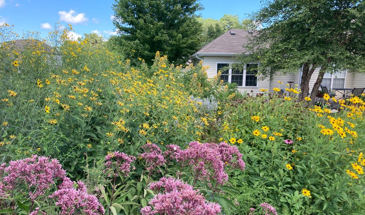 Growing a Backyard Habitat