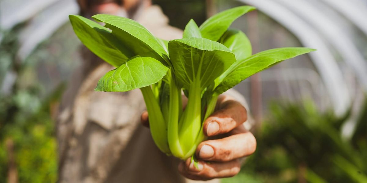 Enhanced Vegetable Gardening with Limestone Permaculture