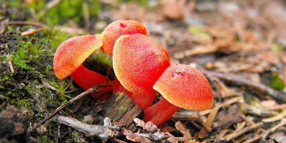 Fungi Foray with Fabrice Boltho (Mitcham Education Trust partnership)