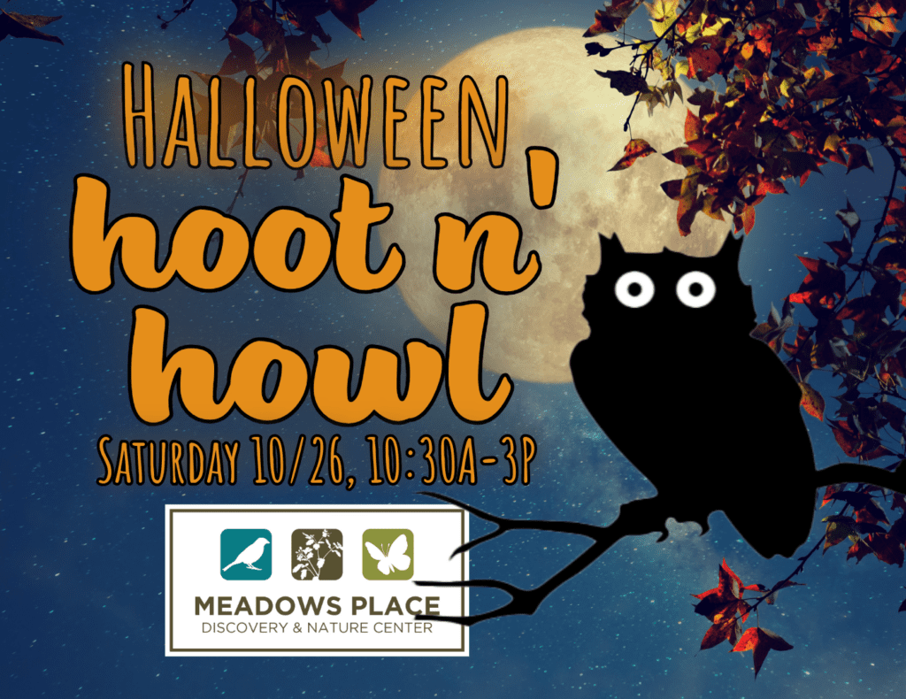Howl Owl Howl at Vogue Theatre - IN