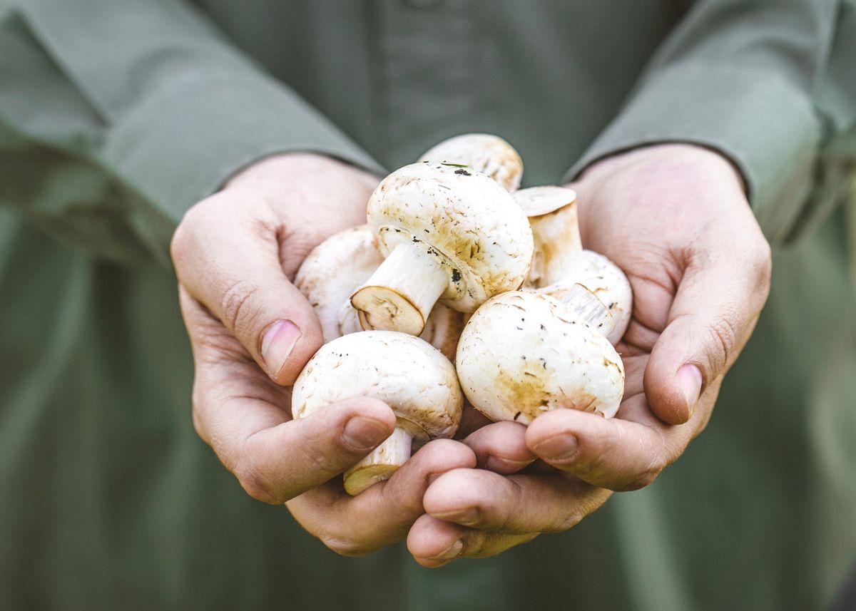 Mushroom Mayhem: Mushrooms of Wisconsin