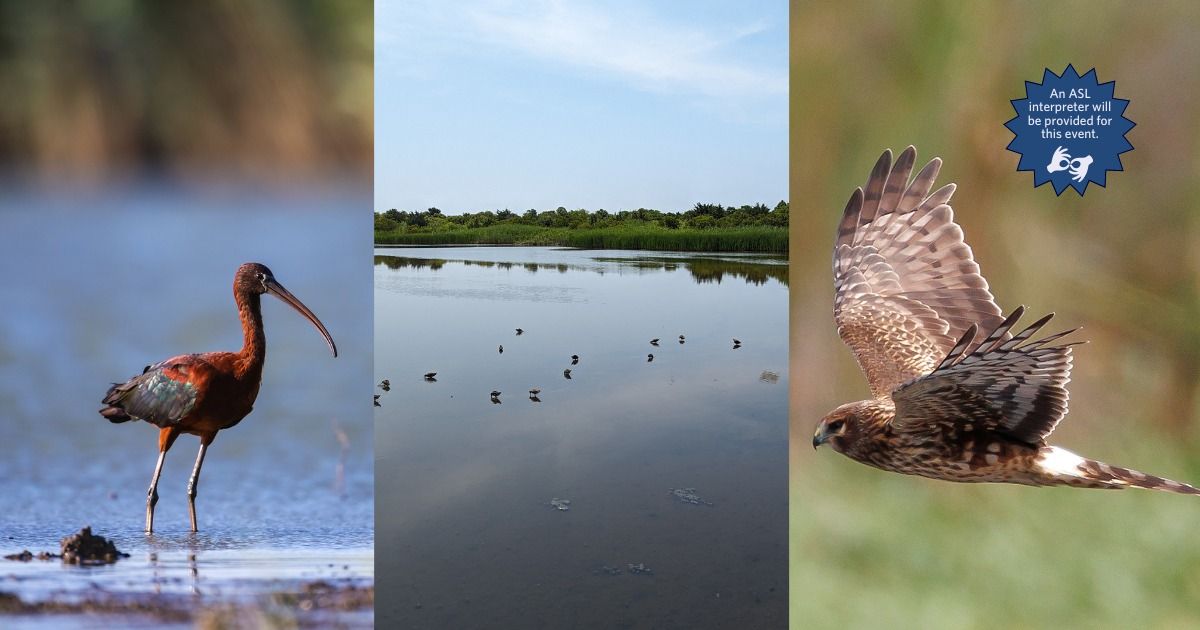 Mindful Birding at South Cape May Meadows - Day 2