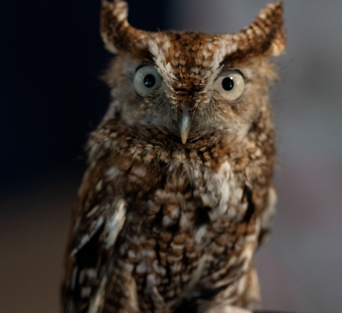 Owl Prowl: Wingfield Pines Conservation Area