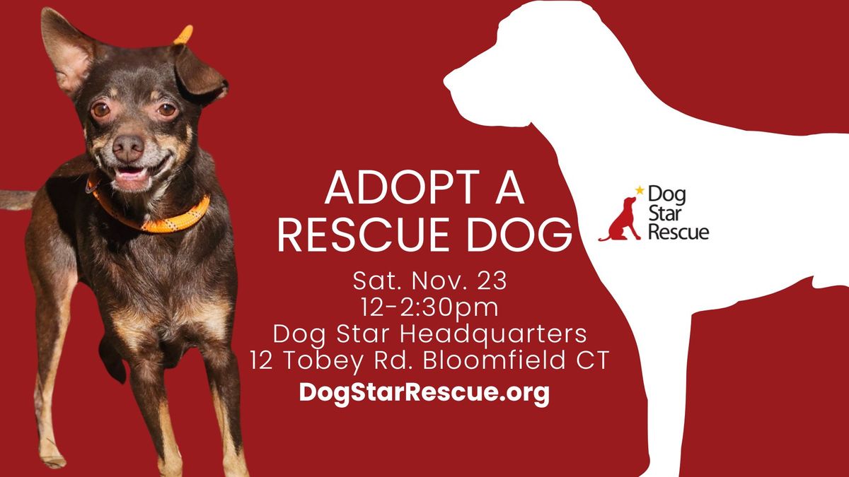 Adopt a Rescue Dog in Bloomfield CT