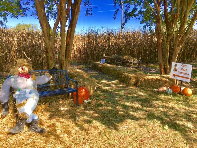 Berkeley's Corn Maze and Pumpkin Patch