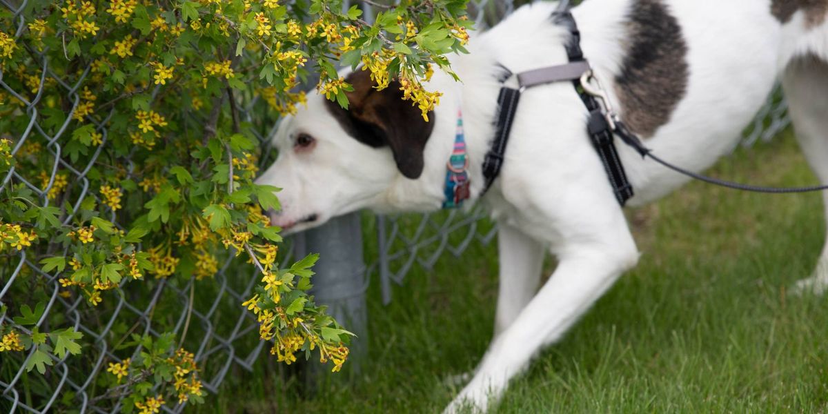 Scent Hounds