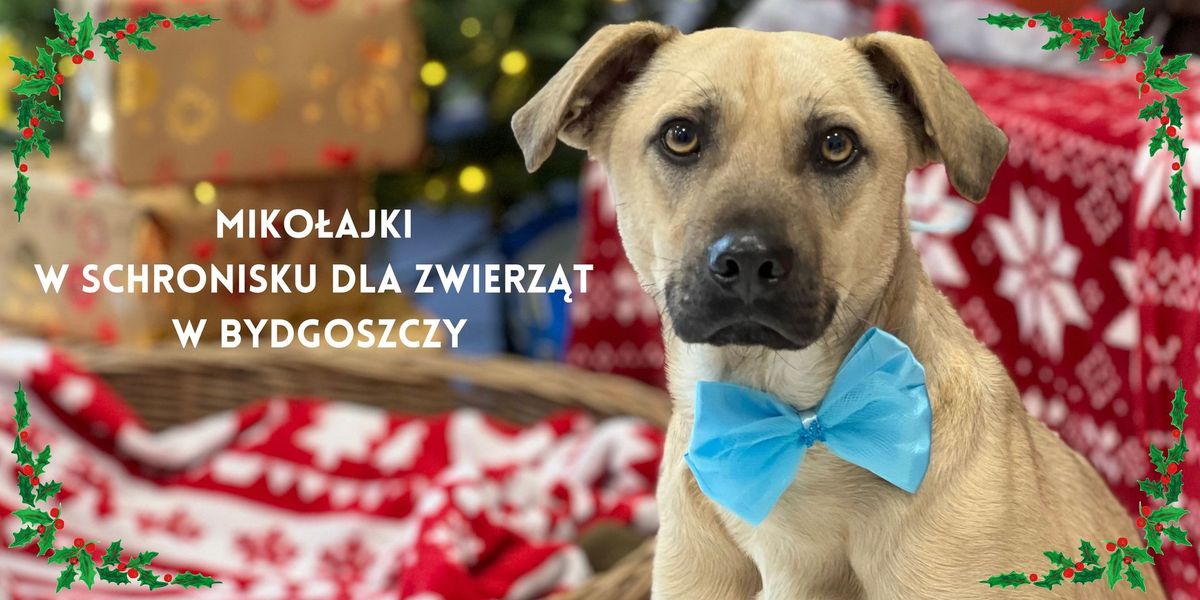 Miko\u0142ajki z Podopiecznymi Schroniska dla Zwierz\u0105t w Bydgoszczy