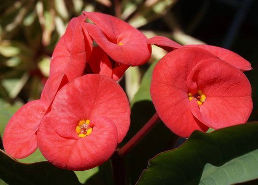 Central Coast Cactus and Succulent Society Show & Sale - Cancelled