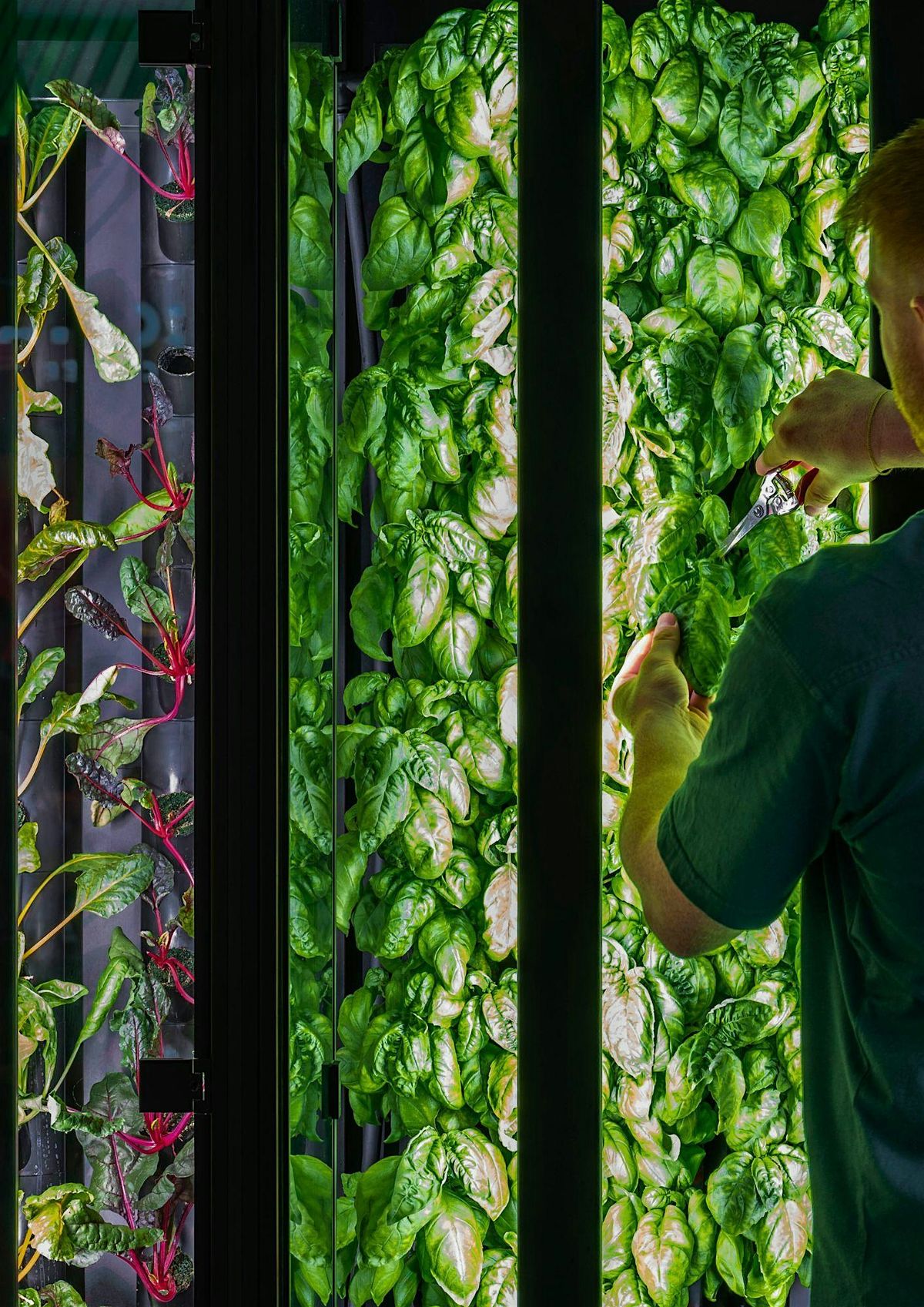 Community Harvest at The Orangery