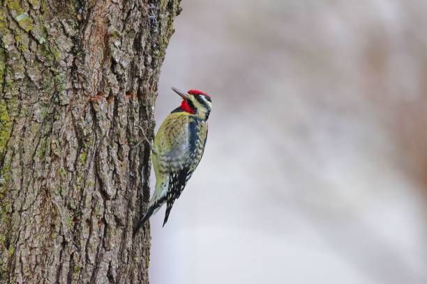 New Year\u2019s Bird Walk