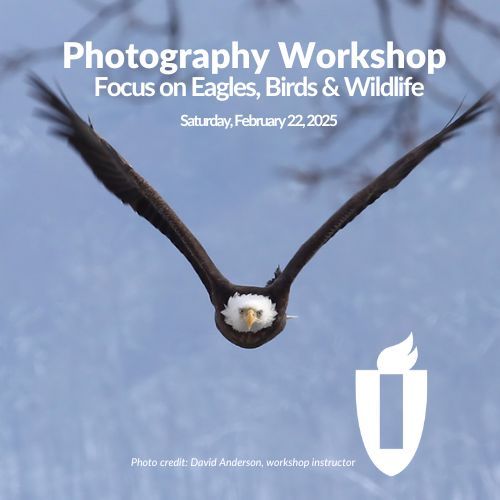 Photographing Eagles, Birds & Wildlife at IVCC