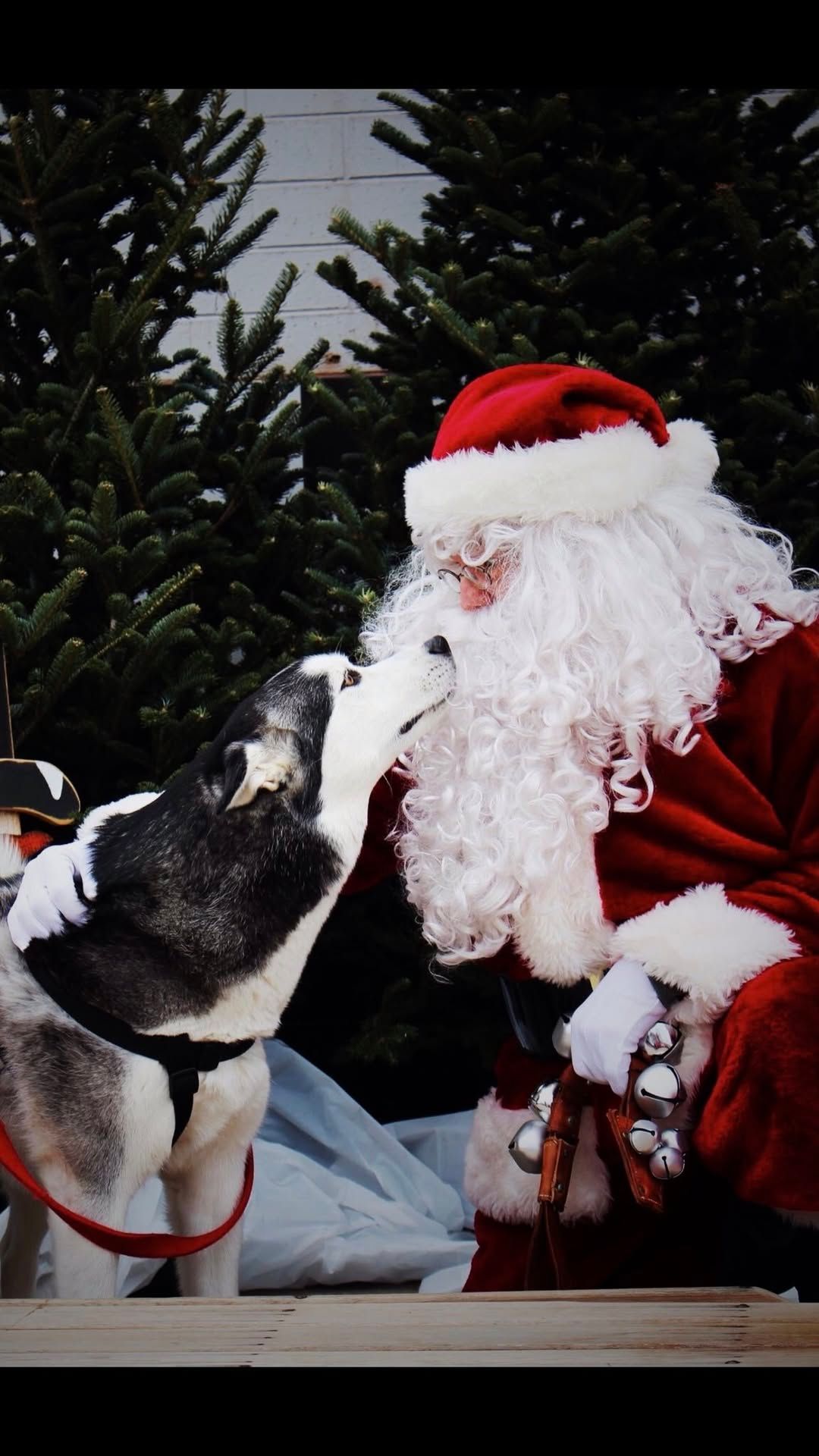 Holiday Pet Photos with Santa and the Grinch