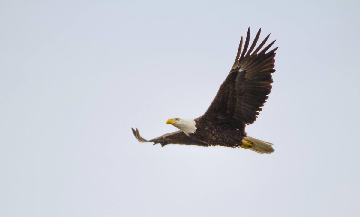 Lake Springfield Birdability Walk