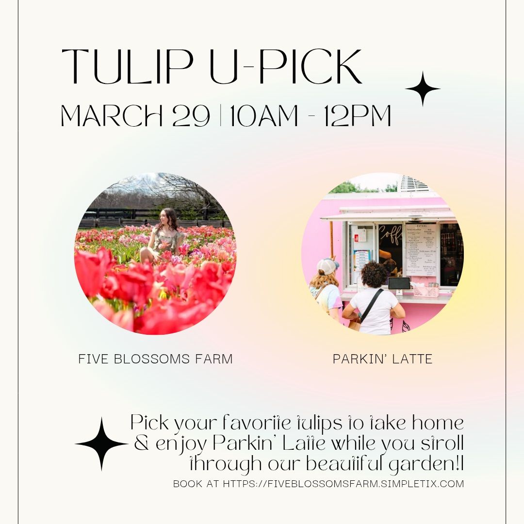 Tulip U-pick